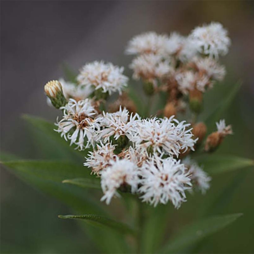 Vernonia noveboracensis White Lightning (Fioritura)