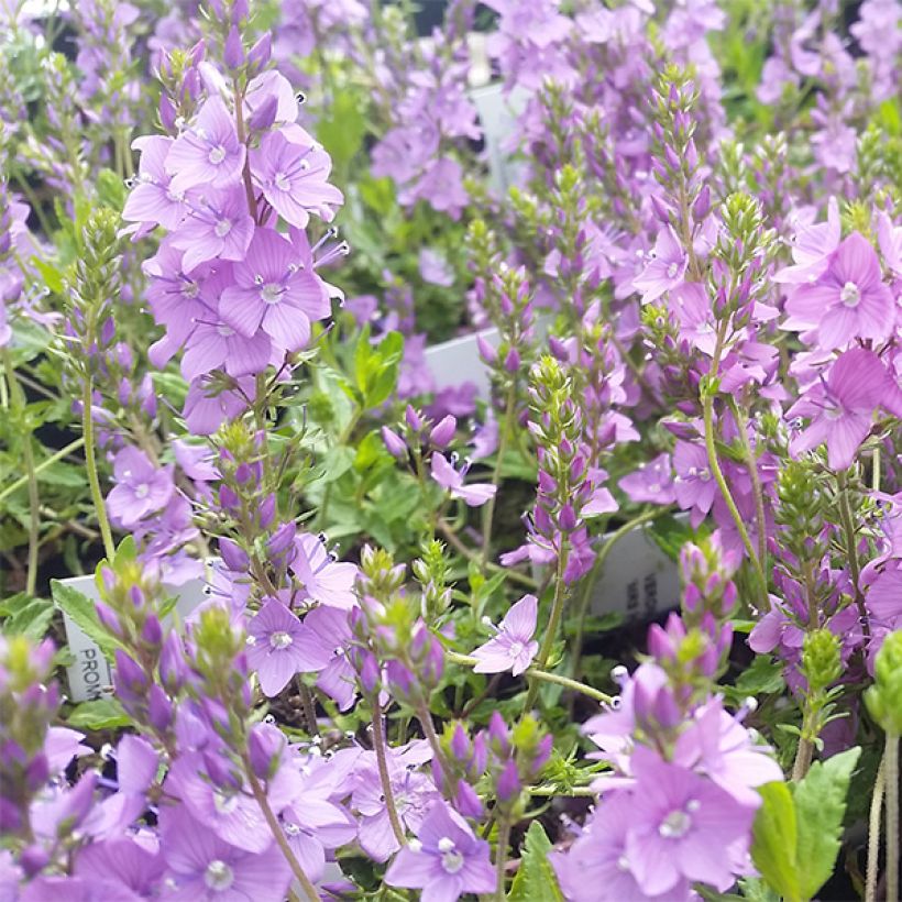 Veronica prostrata Mrs Holt (Fioritura)