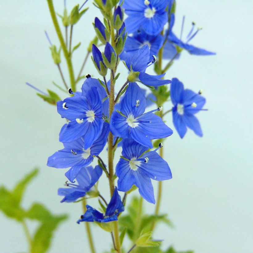 Veronica austriaca Royal Blue - Veronica d'Austria (Fioritura)