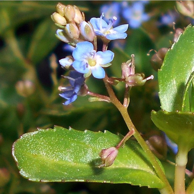 Veronica beccabunga - Erba grassa (Fogliame)