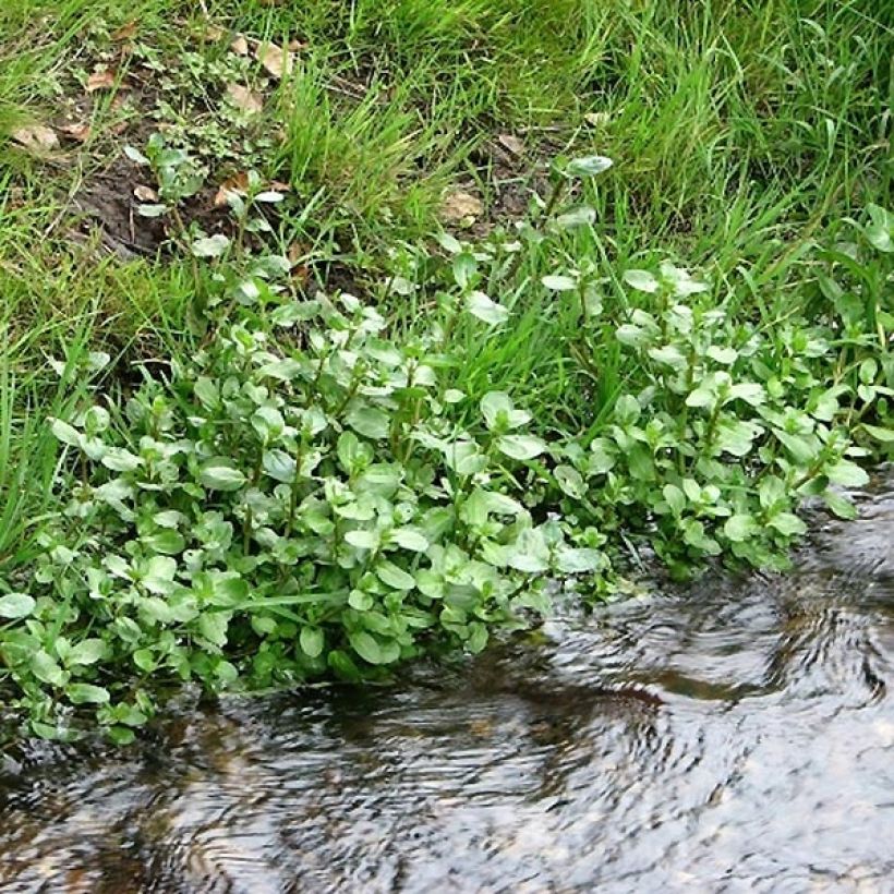 Veronica beccabunga - Erba grassa (Porto)