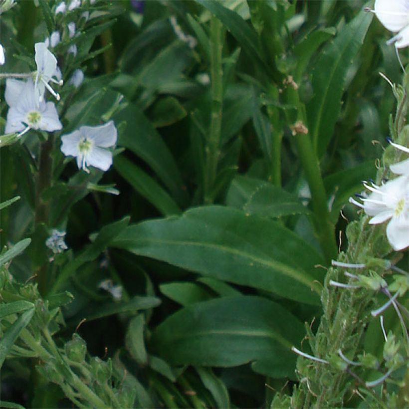 Veronica gentianoides (Fogliame)