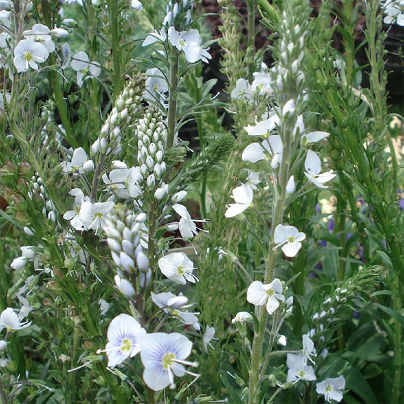 Veronica gentianoides (Fioritura)