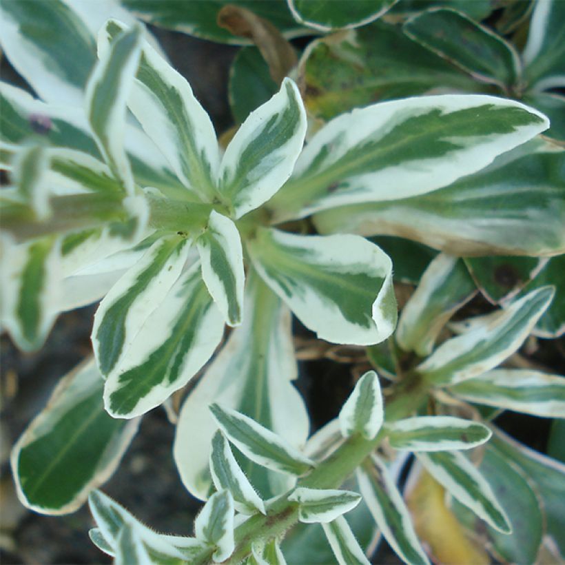 Veronica gentianoides Variegata (Fogliame)