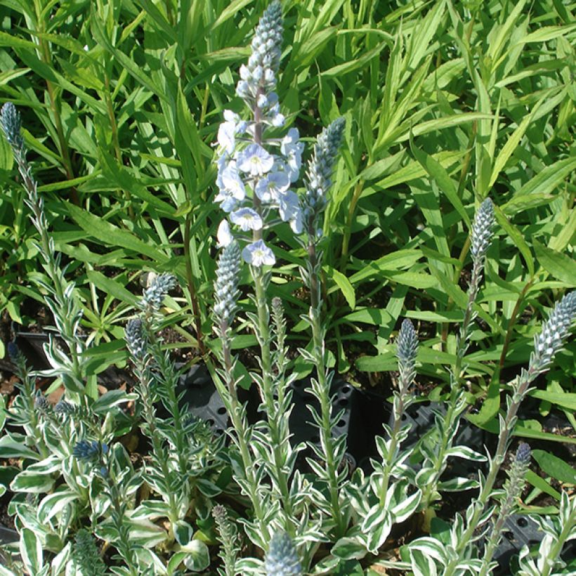 Veronica gentianoides Variegata (Porto)