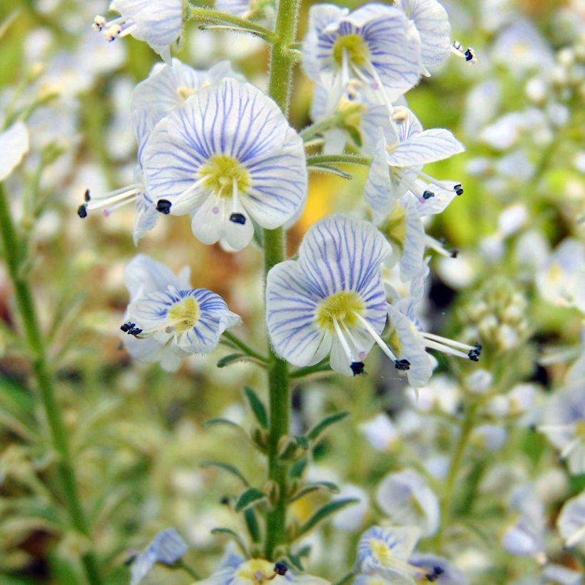 Veronica gentianoides Variegata (Fioritura)