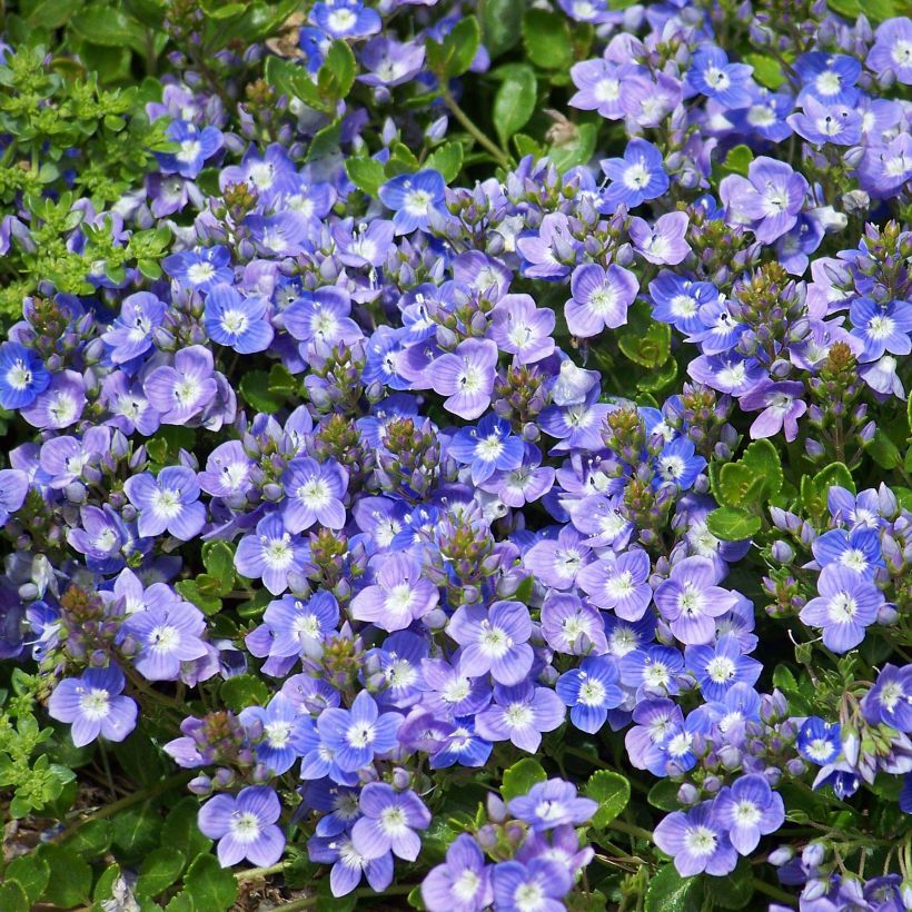 Veronica liwanensis (Fioritura)