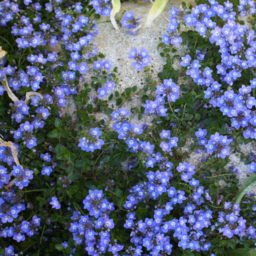 Veronica liwanensis (Porto)