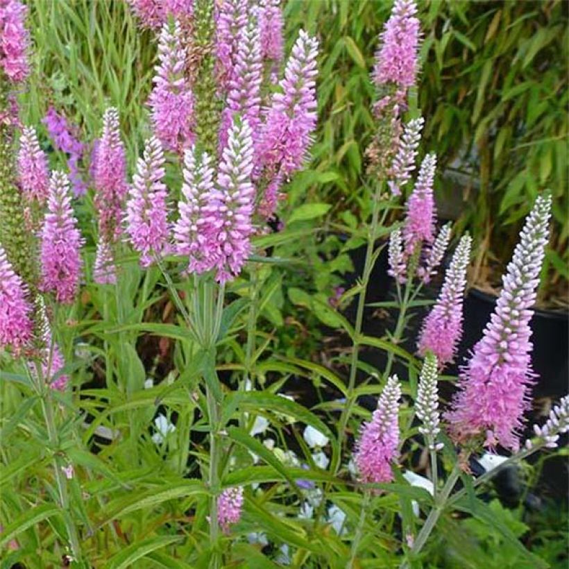 Veronica longifolia Candied Candle (Fioritura)