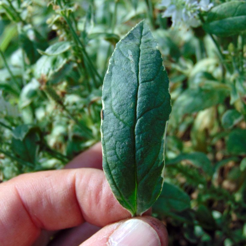 Veronica longifolia Charlotte (Fogliame)