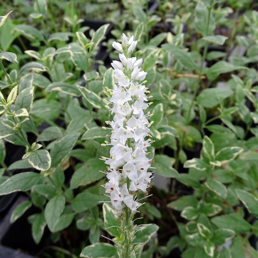 Veronica longifolia Charlotte (Fioritura)