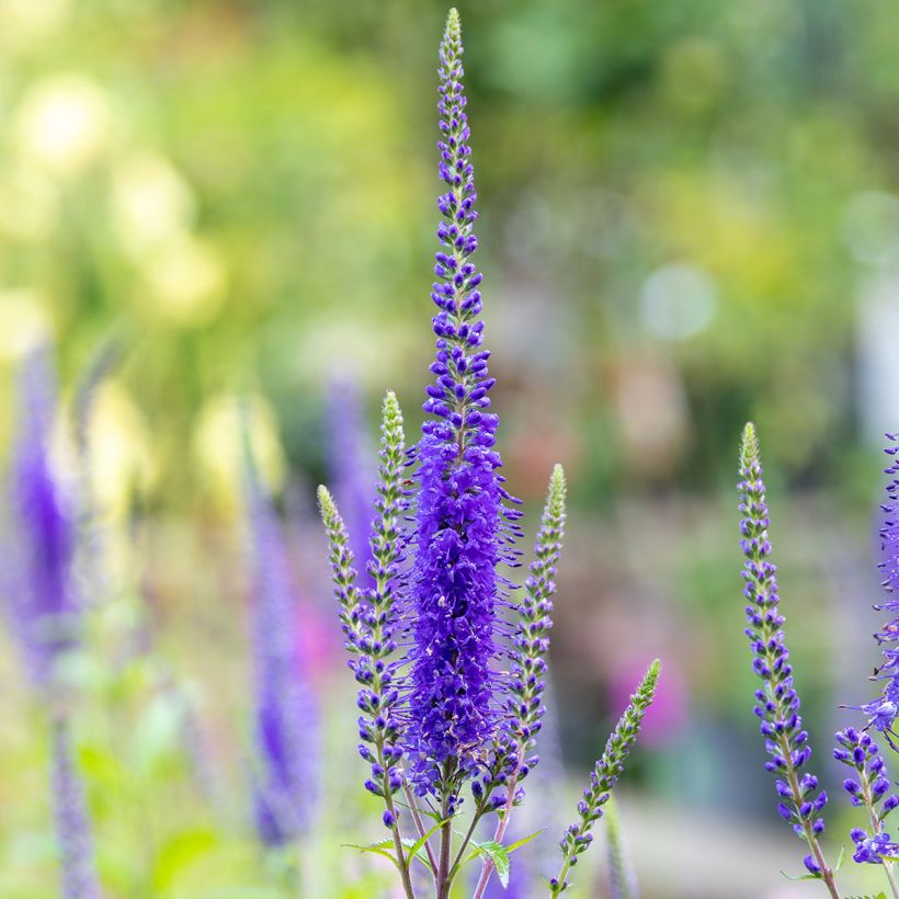 Veronica longifolia First Glory (Fioritura)