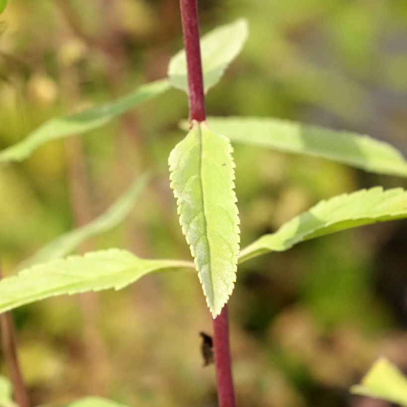 Veronica longifolia First Glory (Fogliame)