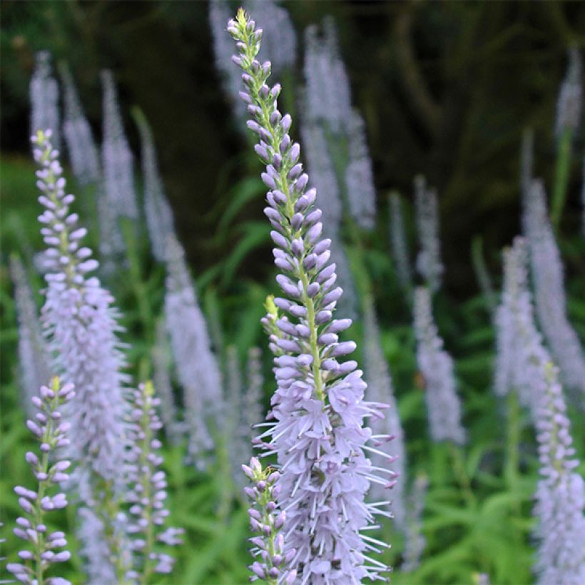 Veronica longifolia Lila Karina (Fioritura)