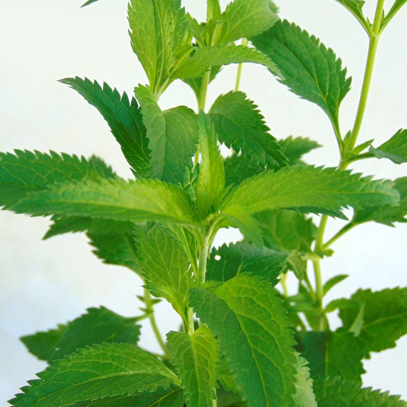 Veronica longifolia Lila Karina (Fogliame)