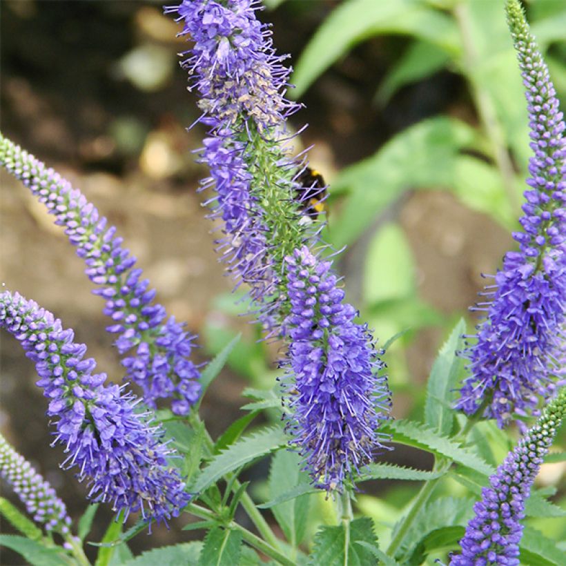 Veronica longifolia Marietta (Fioritura)