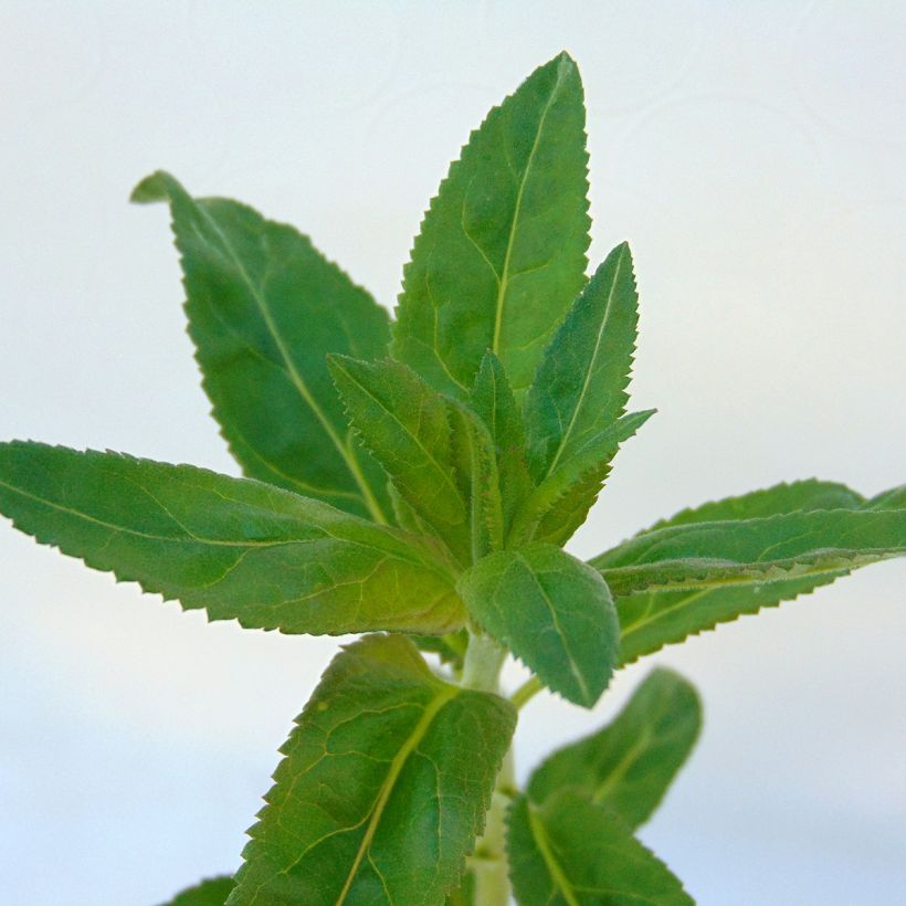 Veronica longifolia Marietta (Fogliame)