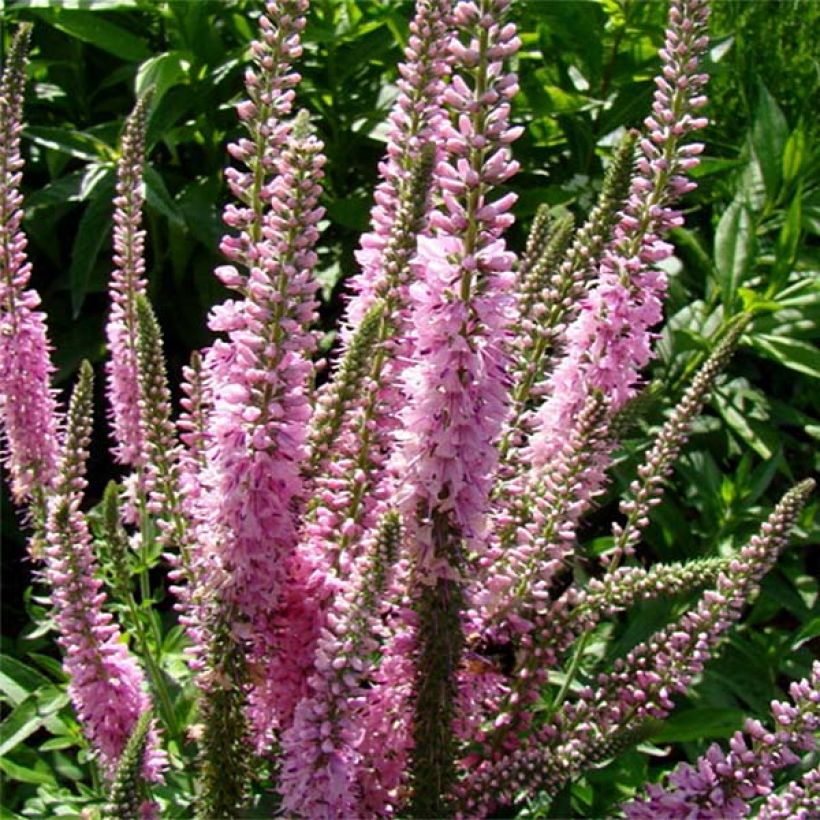 Veronica longifolia Pink Damask (Fioritura)