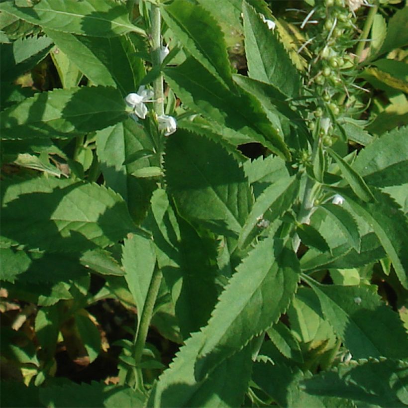 Veronica longifolia Schneeriesin (Fogliame)