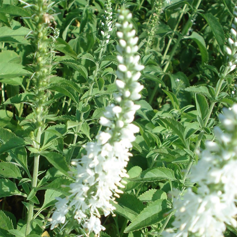 Veronica longifolia Schneeriesin (Fioritura)