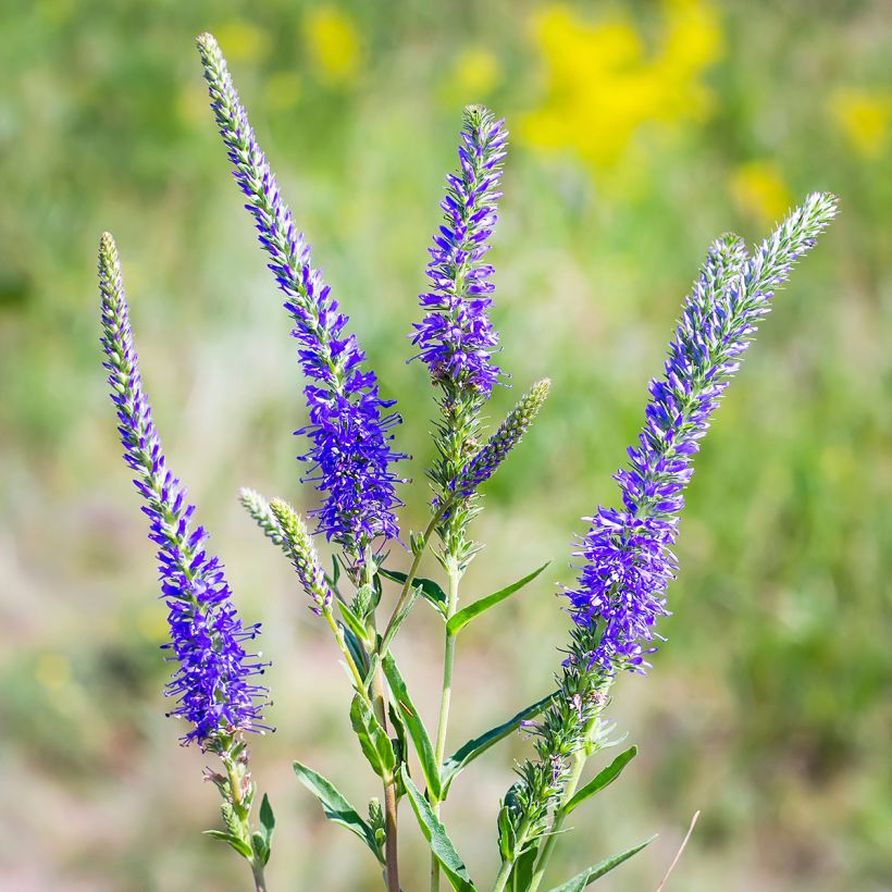 Veronica longifolia - Veronica a foglie lunge (Fioritura)