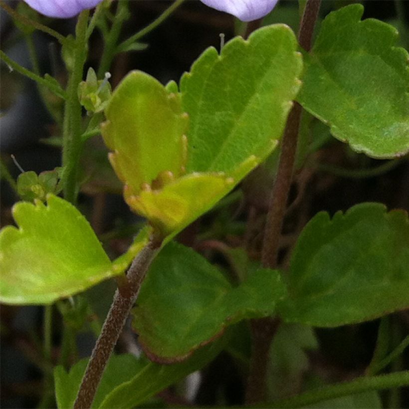 Veronica petraea Madame Mercier (Fogliame)