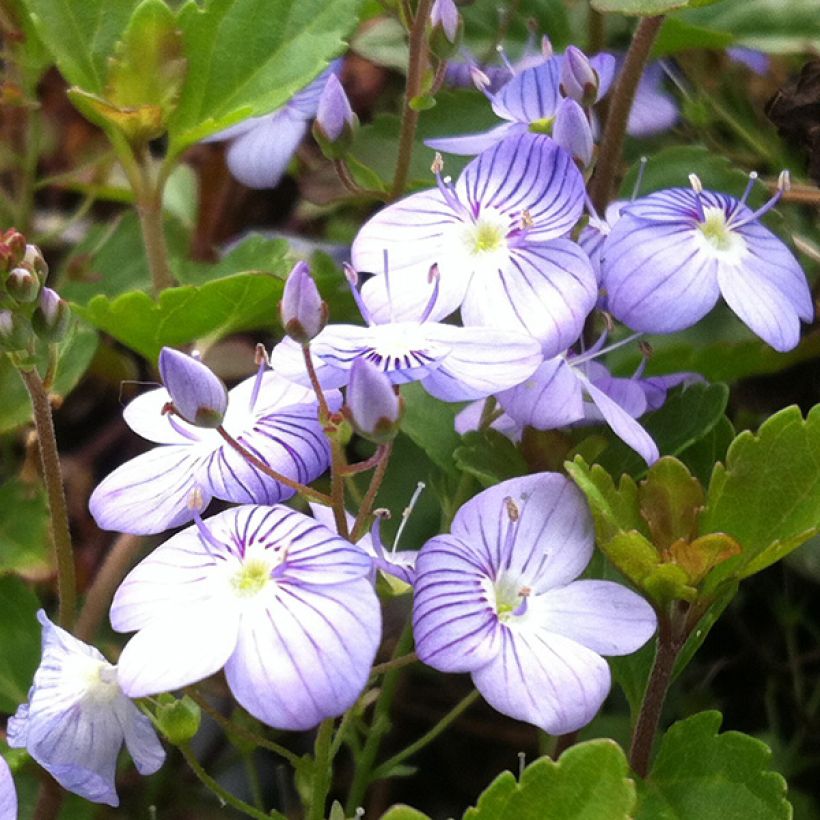 Veronica petraea Madame Mercier (Fioritura)