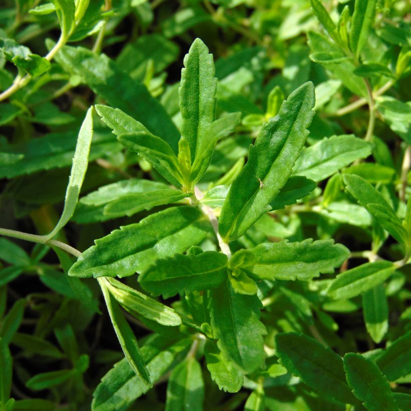 Veronica prostrata Alba (Fogliame)