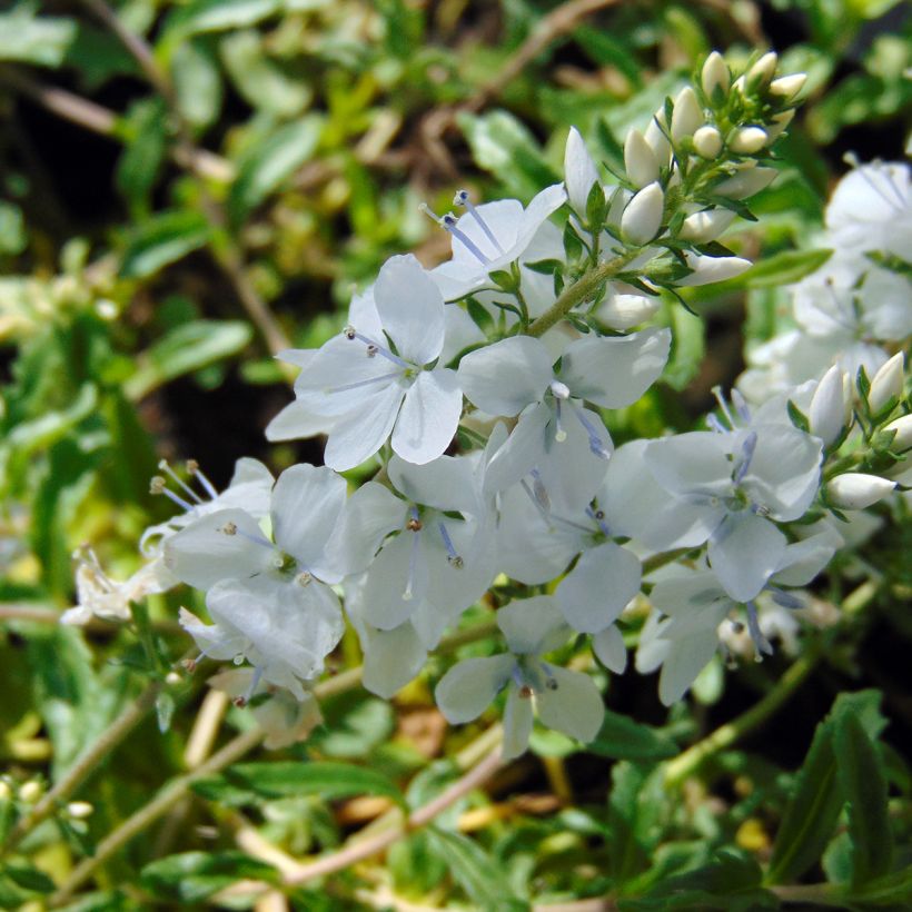 Veronica prostrata Alba (Fioritura)