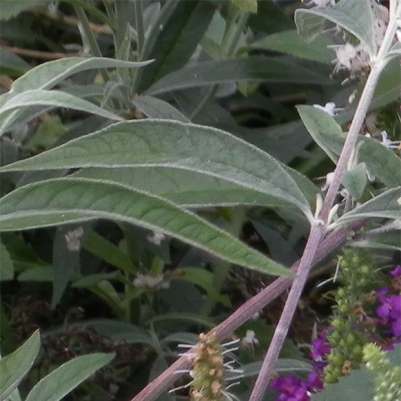 Veronica spicata Alba (Fogliame)