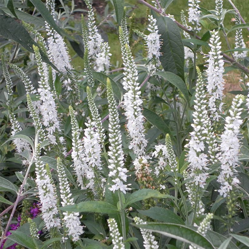 Veronica spicata Alba (Fioritura)