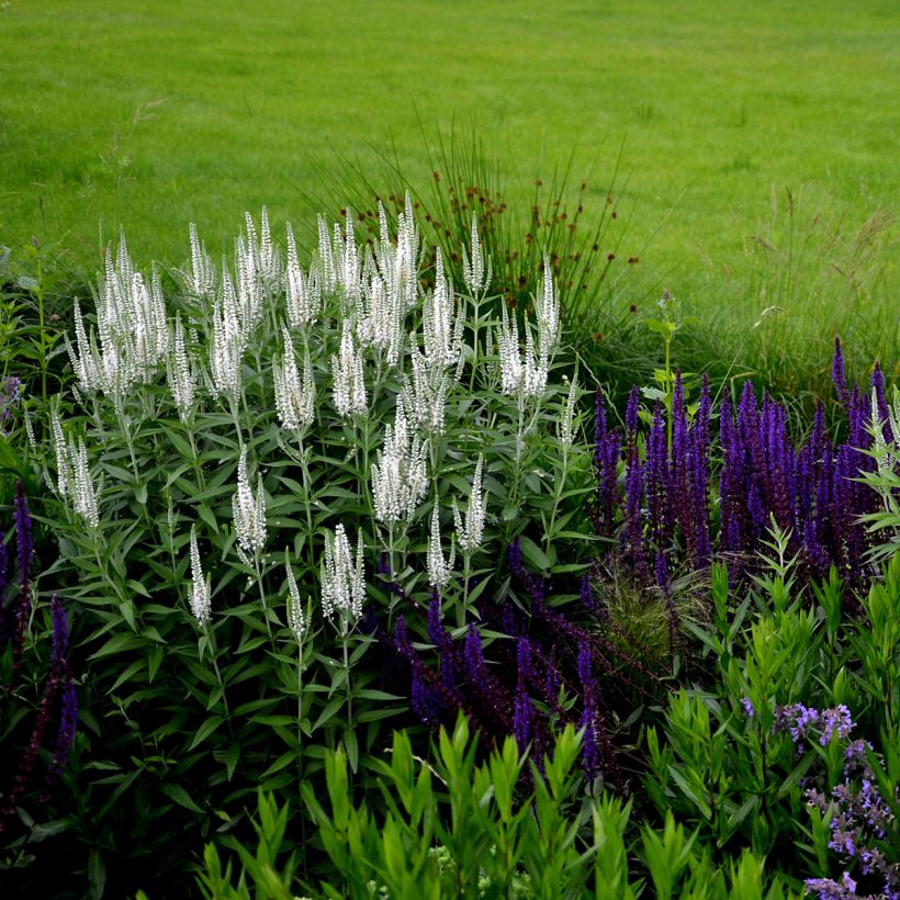 Veronica spicata Alba (Porto)