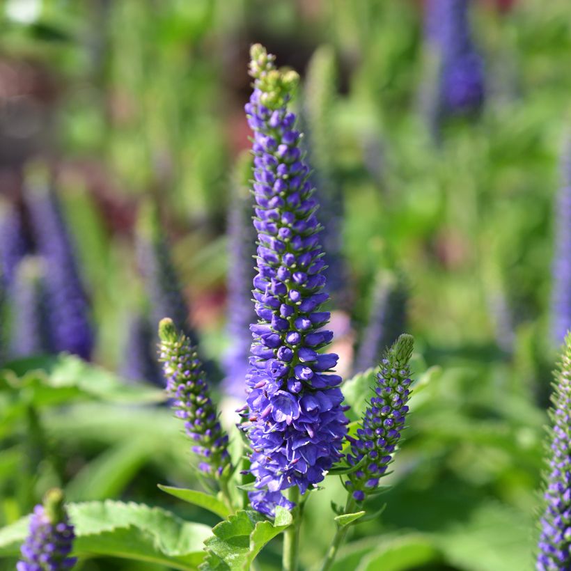 Veronica Baby Blue (Fioritura)