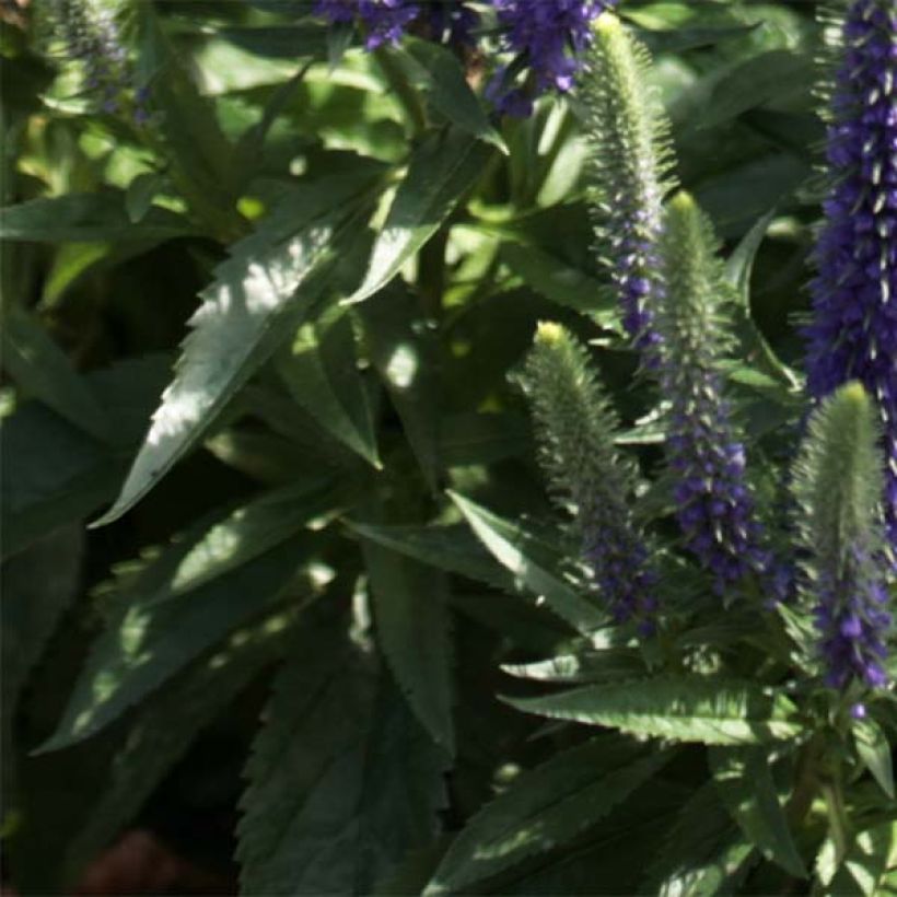 Veronica spicata Blue Candles (Fogliame)