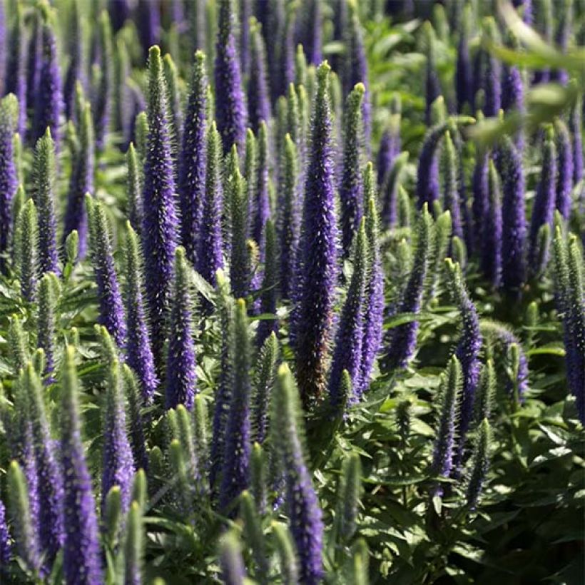 Veronica spicata Blue Candles (Fioritura)