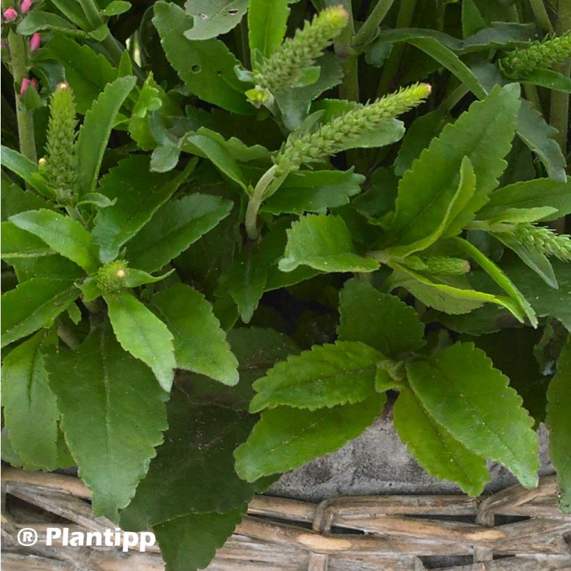 Veronica spicata Bubblegum Candles (Fogliame)