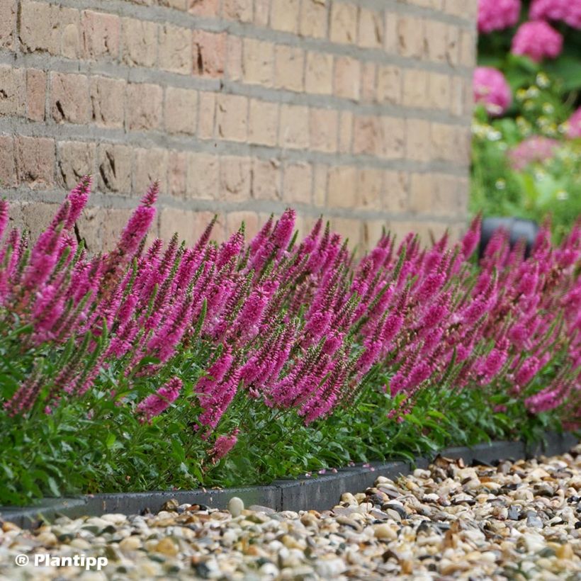 Veronica spicata Bubblegum Candles (Porto)