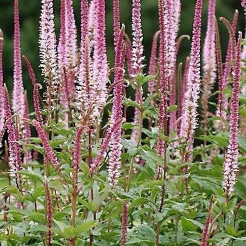 Veronica spicata Erika (Porto)