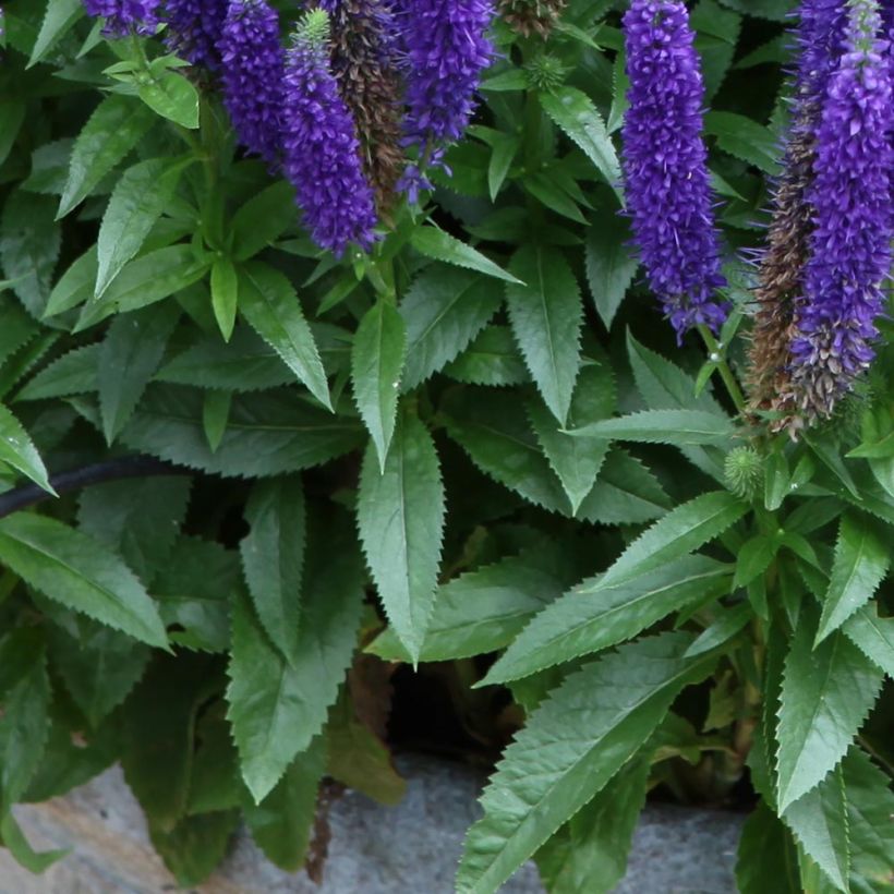 Veronica spicata Royal Candles (Fogliame)