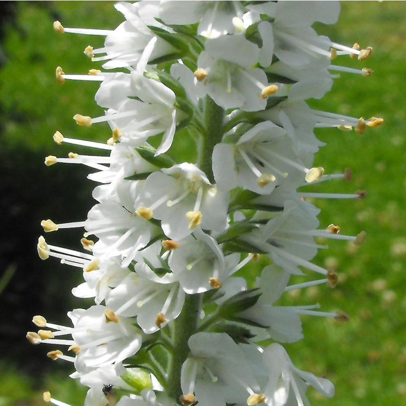 Veronica spicata Icicle (Fioritura)