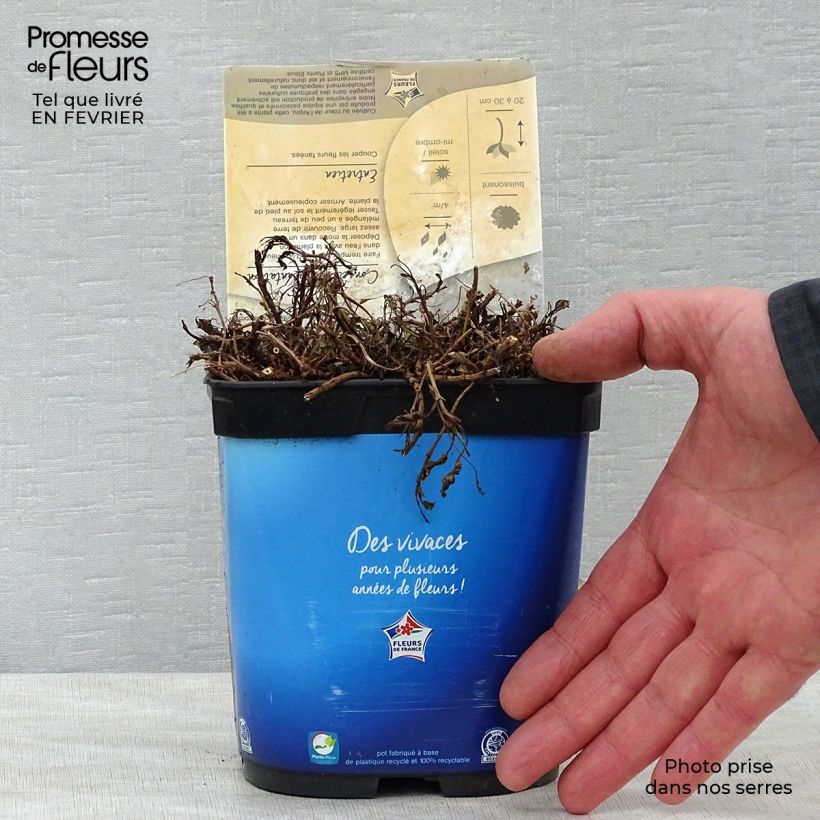 Veronica spicata Nana Blue - Véronique en épis Pot de 2L/3L esemplare consegnato in inverno