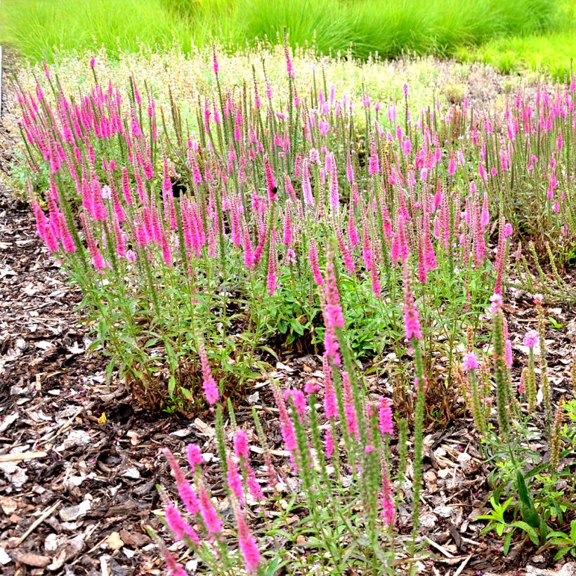 Veronica spicata Rotfuchs (Porto)