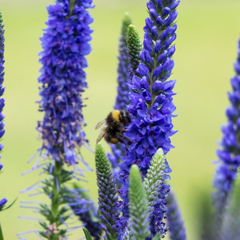 Veronica spicata Ulster Blue Dwarf (Fioritura)