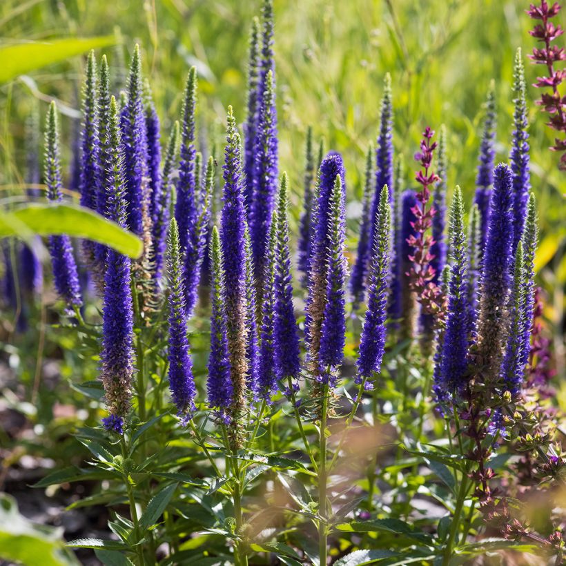 Veronica spicata Ulster Blue Dwarf (Porto)