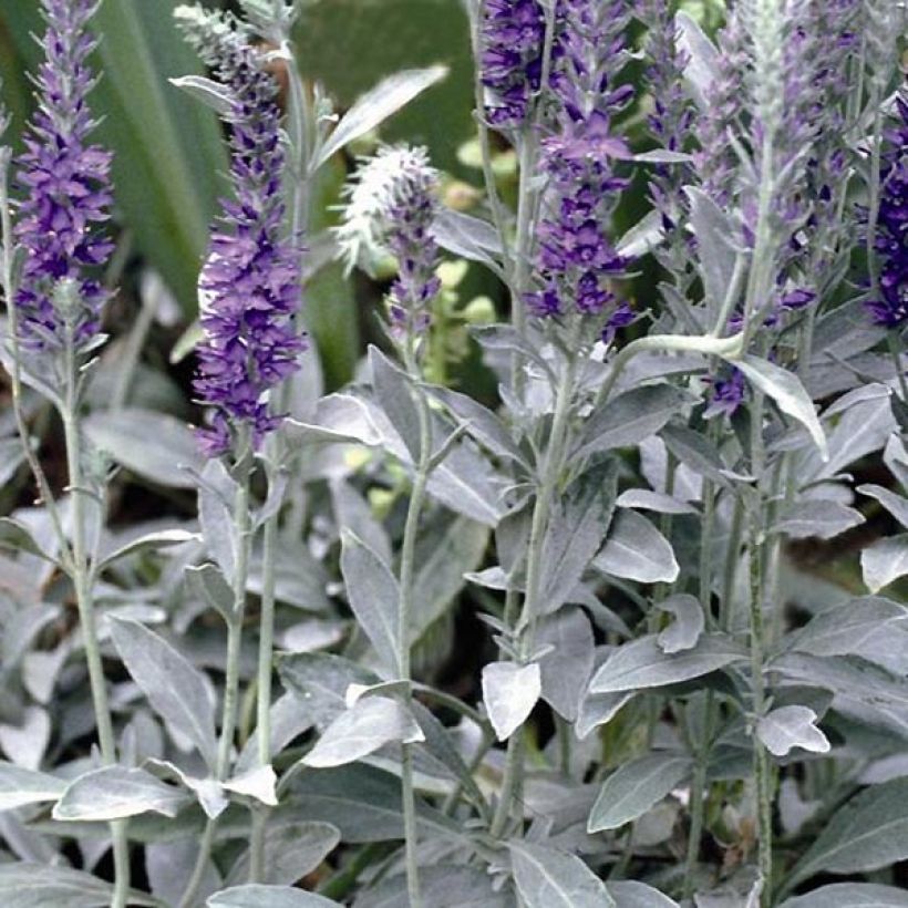 Veronica spicata subsp. incana Silbersee (Fogliame)