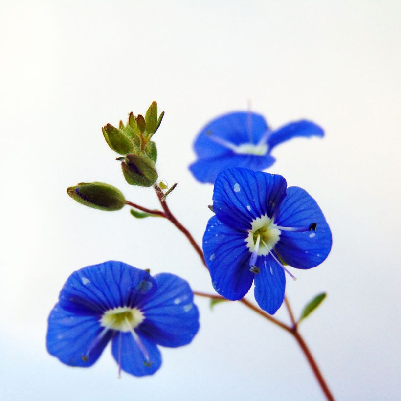 Veronica umbrosa Georgia Blue (Fioritura)