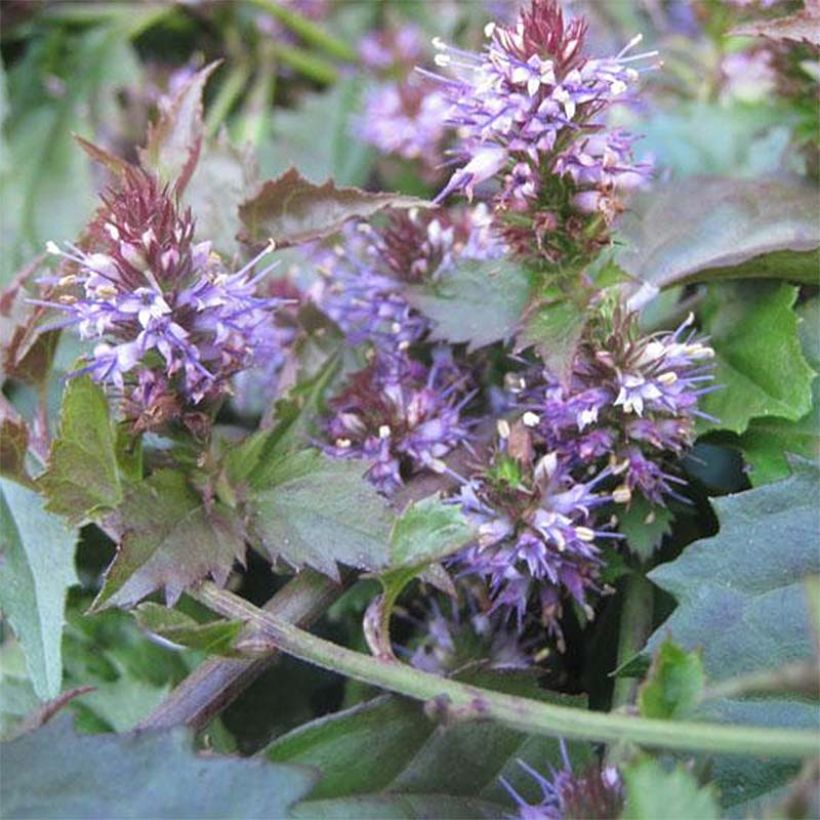 Veronicastrum latifolium (Fioritura)