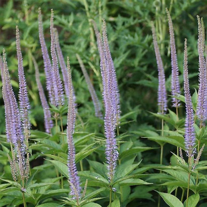 Veronicastrum sibiricum (Fioritura)