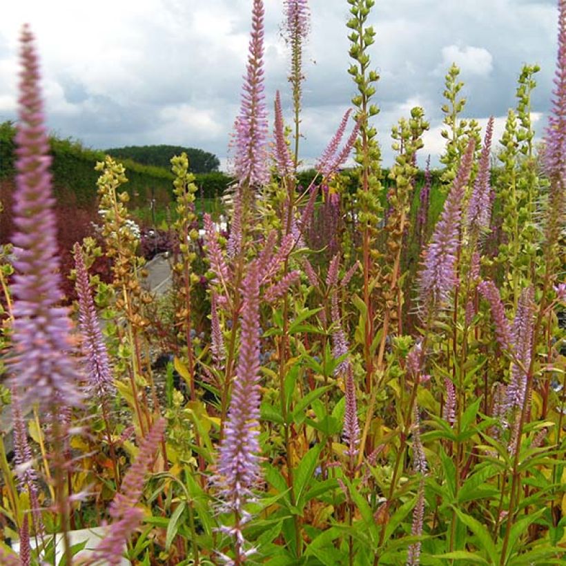 Veronicastrum virginicum Adoration (Fioritura)