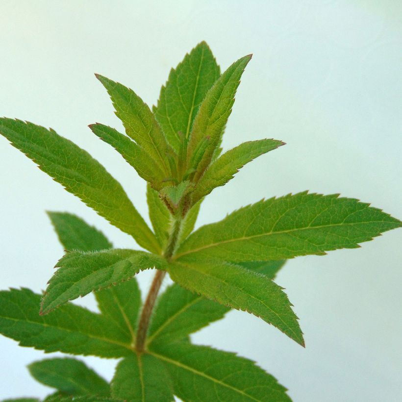 Veronicastrum virginicum Adoration (Fogliame)